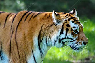 Amur tiger