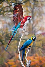 Parrots