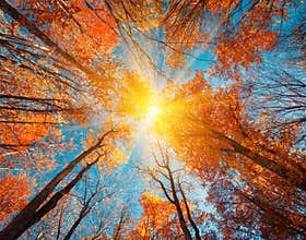 Autumn forest. Trees pattern. Looking up the blue sky. backgroun