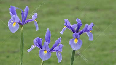 Purple Iris flowers