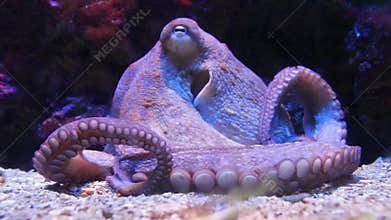 Octopus Close up in Aquarium