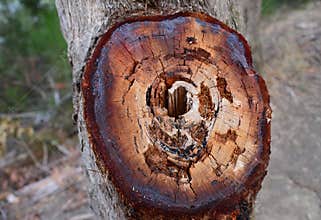 Tree trunk