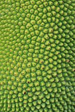 Jackfruit