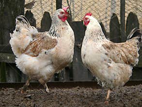 Two white hens