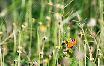 Butterfly swarm flower