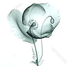 X-ray image of a flower on white , the poppy