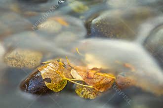 Fall Leaves In Stream