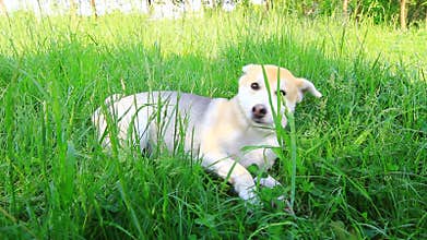 Dog playing in the grass video