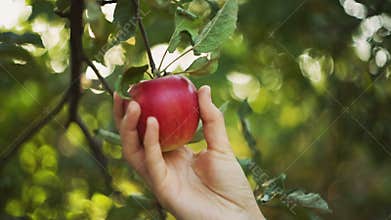 Woman Picks An Apple
