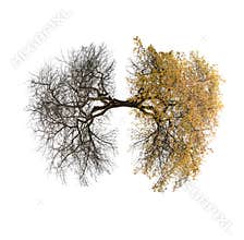 Tree lungs