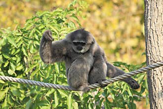 Moloch gibbon
