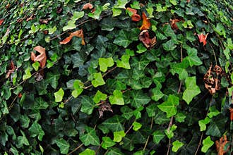 Green English Ivy