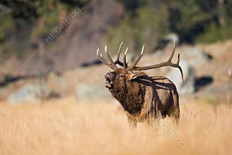 Amazing landscape photograph go bull elk in rut