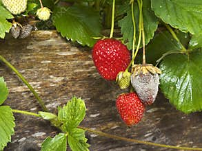 Botrytis Fruit Rot or Gray Mold of strawberries