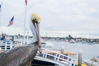 Close up of pelican at Newport Beach