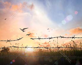 Metamorphosis of Barbed Wire into Birds for Freedom and Hope Concept