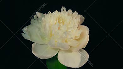 White Peony Flowering Timelapse 4k