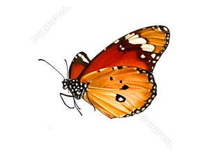 Butterfly isolated on white
