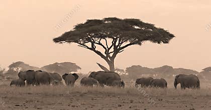 Elephant herd under acacia