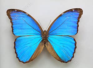 Menelaus Blue Morpho