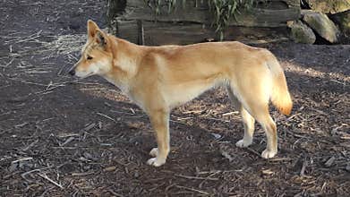 Australian dingo
