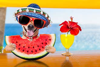 Dog at the beach and watermelon