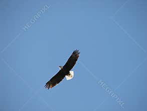 Flying eagle