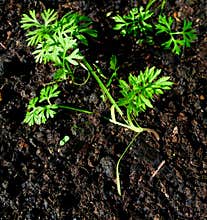 Carrot seedling