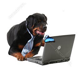 Dog in a tie looking at laptop and butterfly