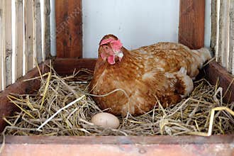 Hen laying egg
