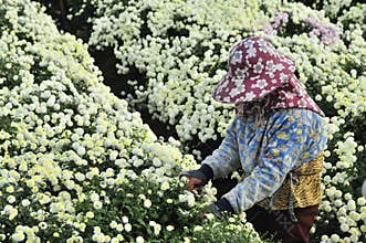 Picking chrysanthemums.