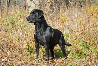 Labrador retriever in the field