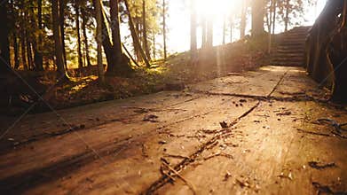 Wooden bridge over brook in forrest