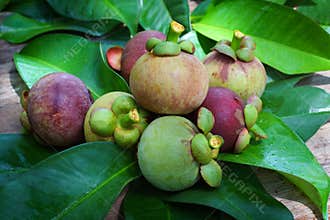 Mangosteen in garden