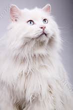Portrait of the old cat