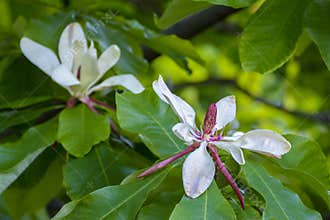 White magnolia blossom