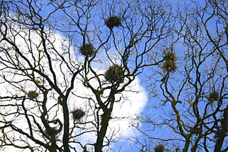 Crows nests
