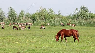 Brown stallion on pasture