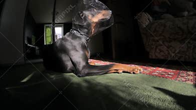Sad Dog breed Doberman medical collar