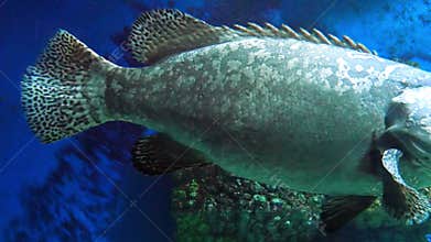 Gray Spotted Grouper