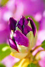 Unfolding Brilliance