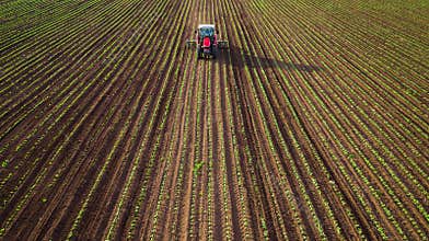 Farming tractor plowing and spraying on wheat field
