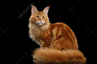 Red Maine Coon Cat Sitting with Furry Tail Isolated Black
