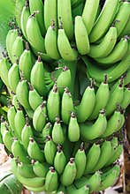 Green bananas