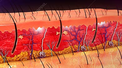 Skin Anatomy