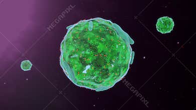 Mast Cell