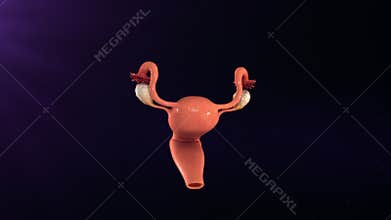 Female reproductive system