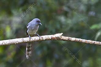 Bird: Long-tailed Sibia