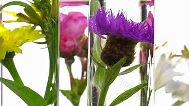 Rose, honeysuckle, thistle and dandelion in test tubes turning