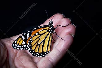 Monarch Butterfly on Hand